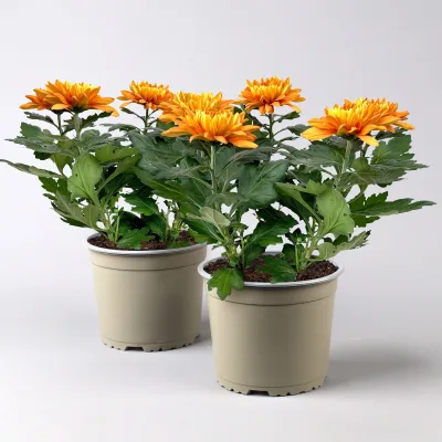 Chrysantheme 'Chrysanne® Zembla', orange, großblumig, Topf-Ø 17cm, 2 Pflanzen