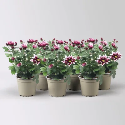 Chrysantheme 'Ciao', lila-weiß, Topf-Ø 12 cm, 6 Pflanzen
