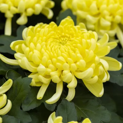 Chrysantheme 'Cosmo', gelb, großblumig, Topf-Ø 12 cm, 3 Pflanzen