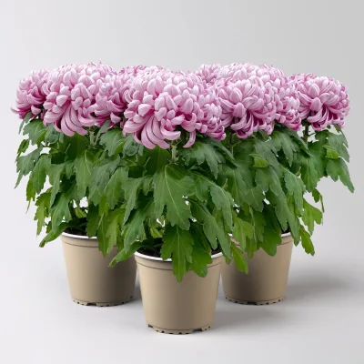 Chrysantheme 'Cosmo', lila, großblumig, Topf-Ø 12 cm, 3 Pflanzen