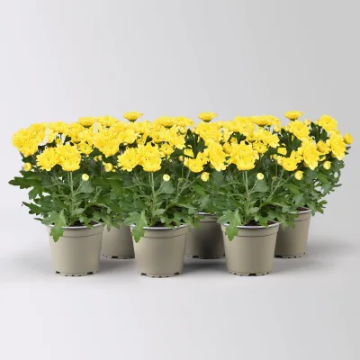 Chrysantheme 'Double', gelb, gefüllt, Topf-Ø 12cm, 6 Pflanzen