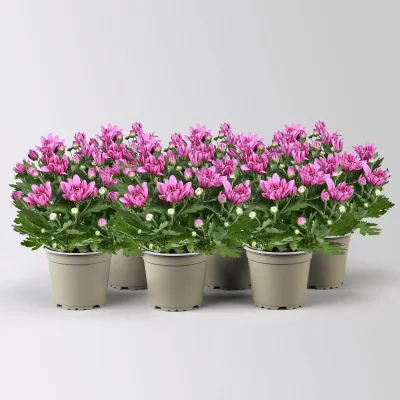 Chrysantheme 'Double', pink, gefüllt, Topf-Ø 12cm, 6 Pflanzen
