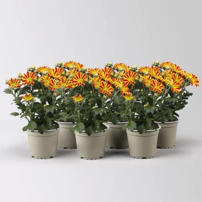 Chrysantheme 'HoiHoi,rot-gelb, Topf-Ø 12 cm, 6 Pflanzen