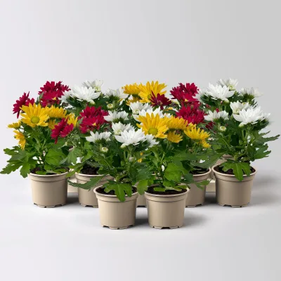 Chrysantheme Mini 'Swifty', Mix zufällig, Topf-Ø 6 cm, 12 Pflanzen