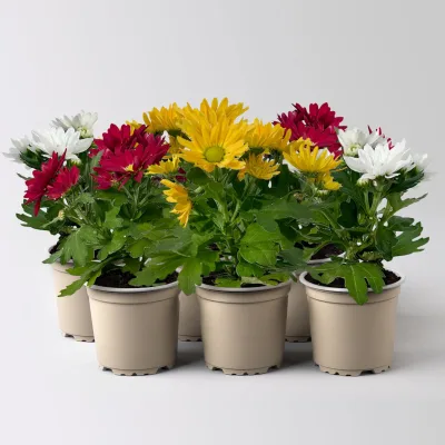 Chrysantheme Mini 'Swifty', Mix zufällig, Topf-Ø 6 cm, 6 Pflanzen