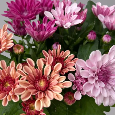 Chrysantheme Trio 'Sweet Melange', apricot-rosa-lila, Topf-Ø 12cm, 6 Pflanzen