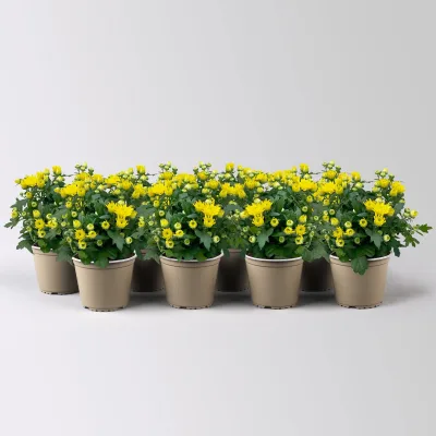 Chrysanthemen, gelb, Topf-Ø 10,5 cm, 8 Pflanzen