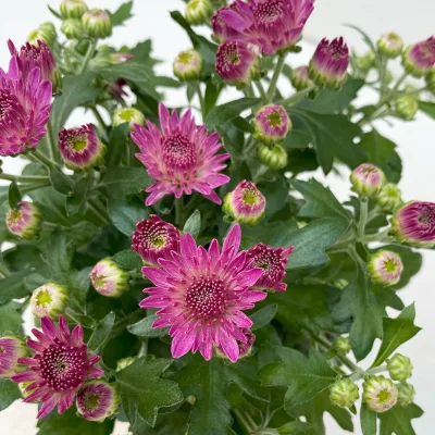 Chrysanthemen, lila, Topf-Ø 10,5 cm, 8 Pflanzen
