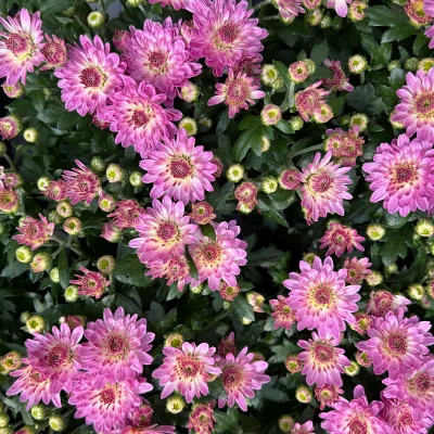 Chrysanthemen, rosa, Topf-Ø 10,5 cm, 8 Pflanzen
