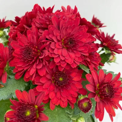 Chrysanthemen, rot, Topf-Ø 10,5 cm, 8 Pflanzen