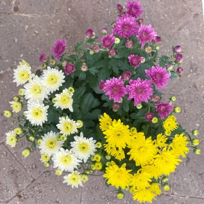Chrysanthemen 'Trio', gelb-weiß-lila, Topf-Ø 14 cm, 4 Pflanzen