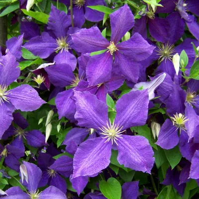 Clematis "Jackmanii", 2er-Set, blauviolett, Höhe 60-80 cm, Topf 2 Liter