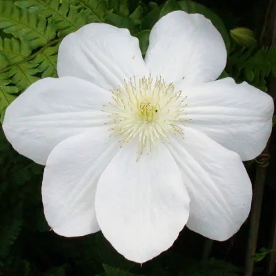 Clematis 'Madame Le Coultre', 2er-Set, weiß, Höhe 60-80cm, Topf 2 Liter