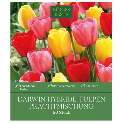 Darwin Hybride Tulpen Prachtmischung 50 Blumenzwiebeln