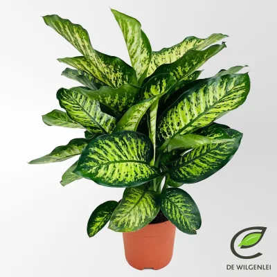 Dieffenbachie 'Maroba', Topf-Ø 21 cm, Höhe ca. 80 cm