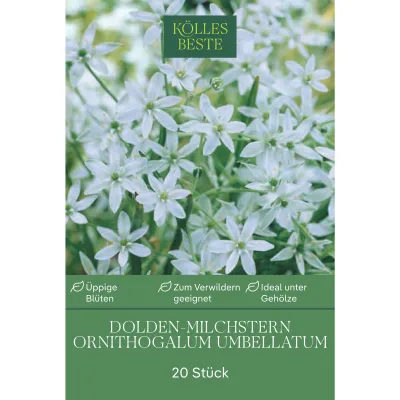 Doldiger Milchstern (Ornithogalum Umbellatum) weiß, 20 Blumenzwiebeln