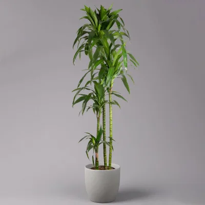 Duftender Drachenbaum 'Janet Craig', 4er Tuff, Topf-Ø 27 cm, Höhe ca. 170 cm