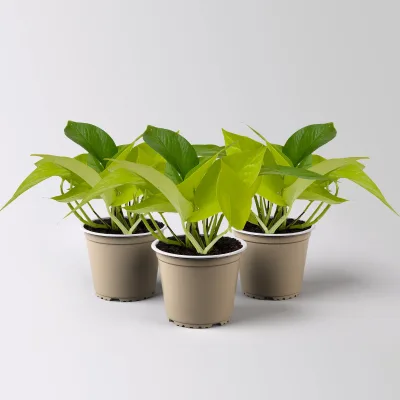Efeutute 'Lime', gelbgrün, Topf-Ø 12 cm, 3 Pflanzen