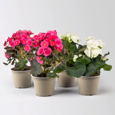 Elatior-Begonie, rosa & weiß, Topf-Ø 14 cm, Höhe ca. 20-27 cm, 4 Pflanzen