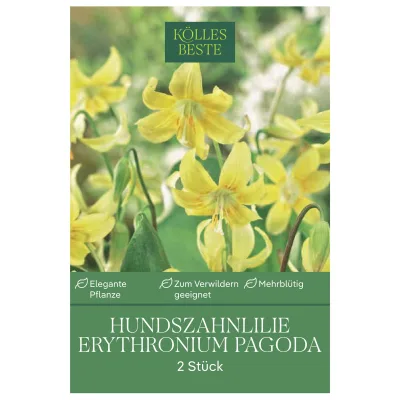 Erythronium Pagode (Hundzahnlilie) gelb, 2 Blumenzwiebeln