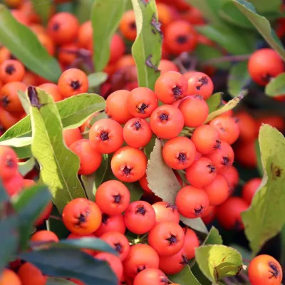 Feuerdorn, Pyracantha ' Red Column', ROT, 10er-Set, Höhe 40-60 cm, Topf 2 l