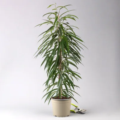 Ficus binnendijkii 'Alii', Topf-Ø 21 cm, Höhe ca. 100 cm