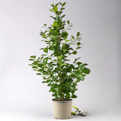 Ficus microcarpa 'Moclame', Topf-Ø 21 cm, Höhe ca. 110 cm
