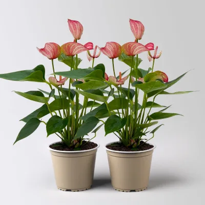 Flamingoblume 'Livium Red', rot-weiß,  Topf-Ø 12 cm, Höhe ca. 40 cm, 2 Pflanzen