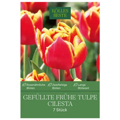Gefüllte frühe Tulpen Cilesta rot mit gelbem Rand, 7 Blumenzwiebeln