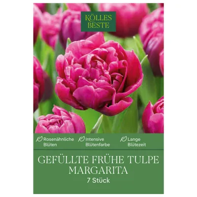 gefüllte Tulpen 'Margarita', violett, Größe 11/12, 7 Blumenzwiebeln