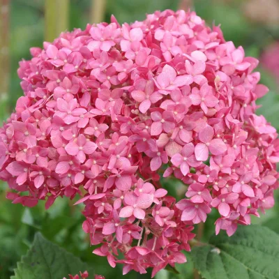 Gehölz-Set Gartenhortensien weiß/rosa, 3er-Set, Topf je 4,6 Liter