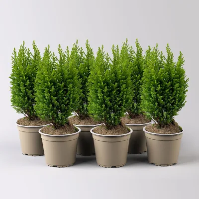 Gelbe Kegelzypresse 'Ellwood's Gold', Topf-Ø 13 cm, 6 Pflanzen
