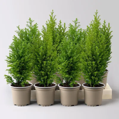 Gelbe Kegelzypresse 'Ellwood's Gold', Topf-Ø  9 cm, 8 Pflanzen