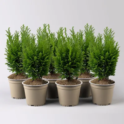 Gelbgrüne Kegelzypresse 'Ellwood's Empire', Topf-Ø 13 cm, 6 Pflanzen