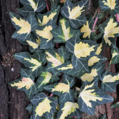 Gewöhnlicher gelbbunter Efeu, Hedera helix 'Goldheart', 2er Set,  im 2 l Topf
