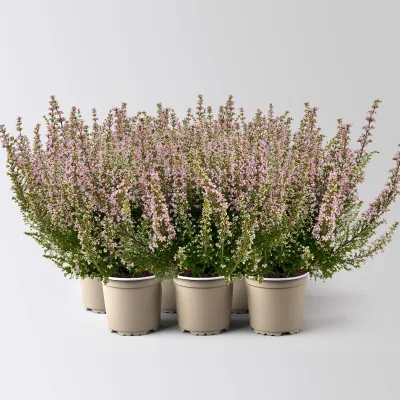 Glockenheide 'Beauty Queens®', rosa, Topf-Ø 12 cm, 6 Pflanzen