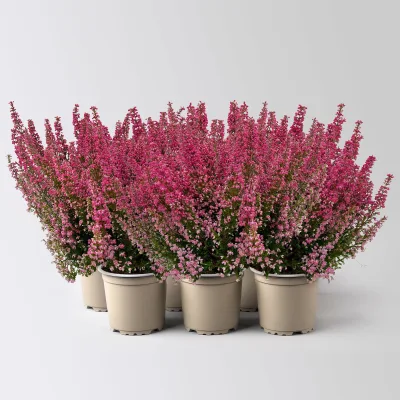 Glockenheide 'Beauty Queens®', rot, Farbe variiert, Topf-Ø 12 cm, 6 Pflanzen