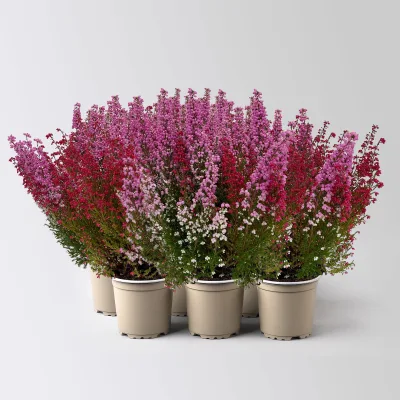 Glockenheide 'Duo', rot-rosa,  Topf-Ø 12cm, 6er-Set