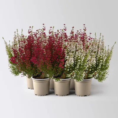 Glockenheide 'Duo', rot-weiß,  Topf-Ø 11 cm, 6 Pflanzen