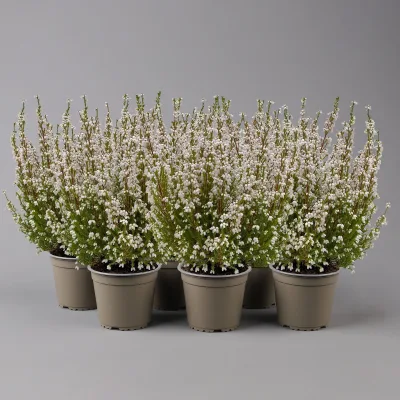 Glockenheide, weiß, Topf-Ø 11cm, 6 Pflanzen