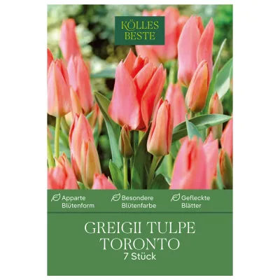Greigii Tulpen Toronto rosa, 7 Blumenzwiebeln
