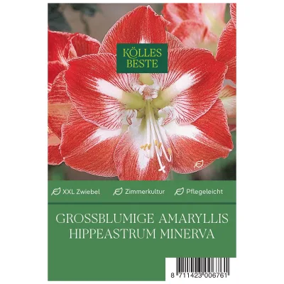 Großblumige Amaryllis Minerva rot/weiß, 1 Blumenzwiebel