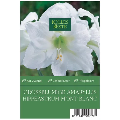 Großblumige Amaryllis Mont Blanc weiß, 1 Blumenzwiebel