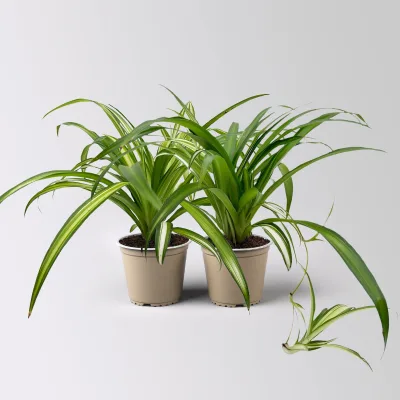Grünlilie 'Hawaiian', Topf-Ø 12 cm, 2 Pflanzen