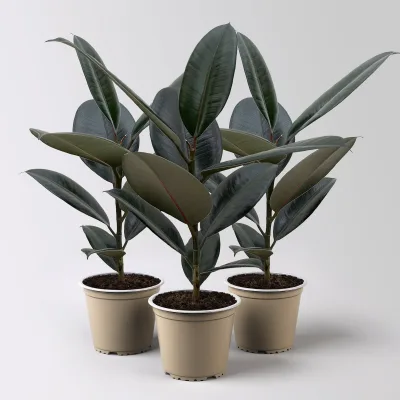 Gummibaum, Ficus 'Abidjan', Topf-Ø 12 cm, 3 Pflanzen