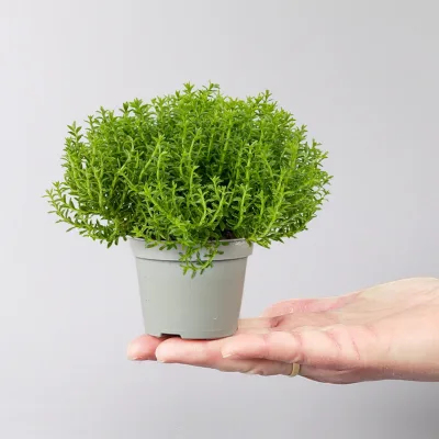Hebe 'Green Globe', Mini, Topf-Ø 7 cm, 6 Pflanzen