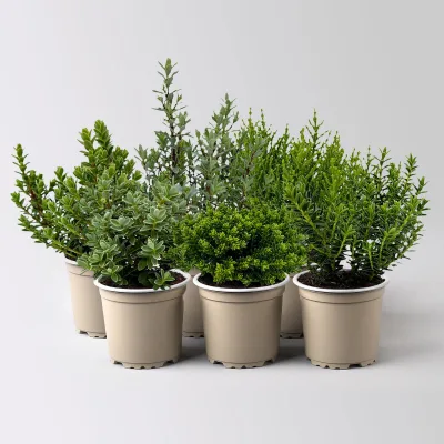 Hebe Mini, Mix zufällig, Topf-Ø 6,5 cm, 12 Pflanzen
