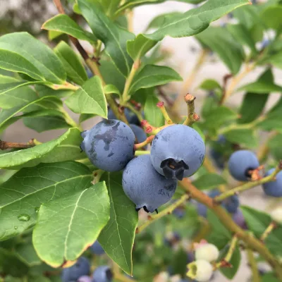Heidelbeere 'Hortblue Petite®', Höhe ca. 30-40 cm, Topf-Ø 23 cm