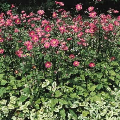 Herbst-Anemone 'Prinz Heinrich', magentarot, Topf 11x11 cm, 3 Pflanzen
