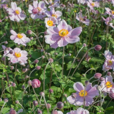 Herbst-Anemone, rosa, Topf 11x11 cm, 3 Pflanzen